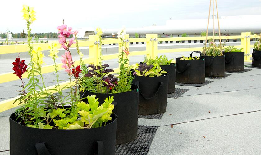 Row of black fabric planters with flowers and greens on a rooftop garden