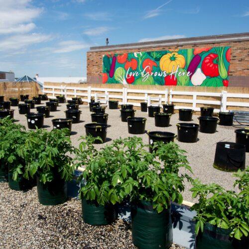 Rooftop Garden