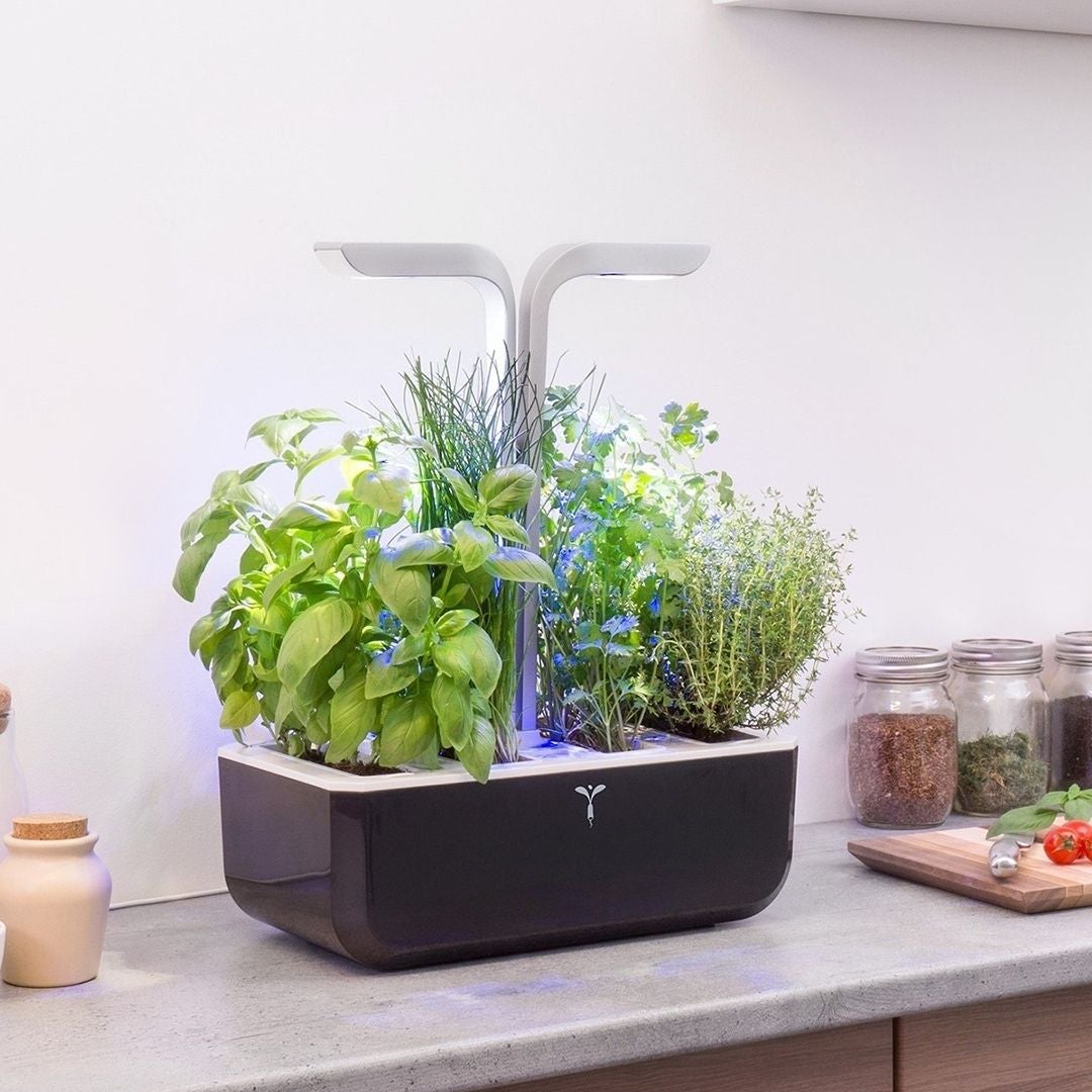 Microgreen garden