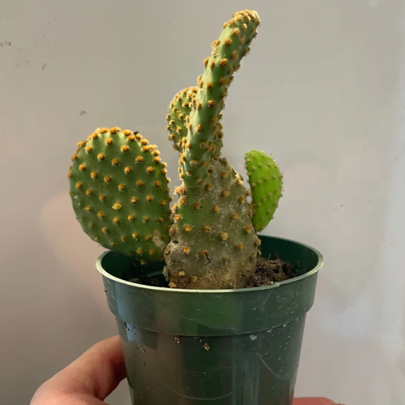 A hand holds out a cactus plant in a small green pot.