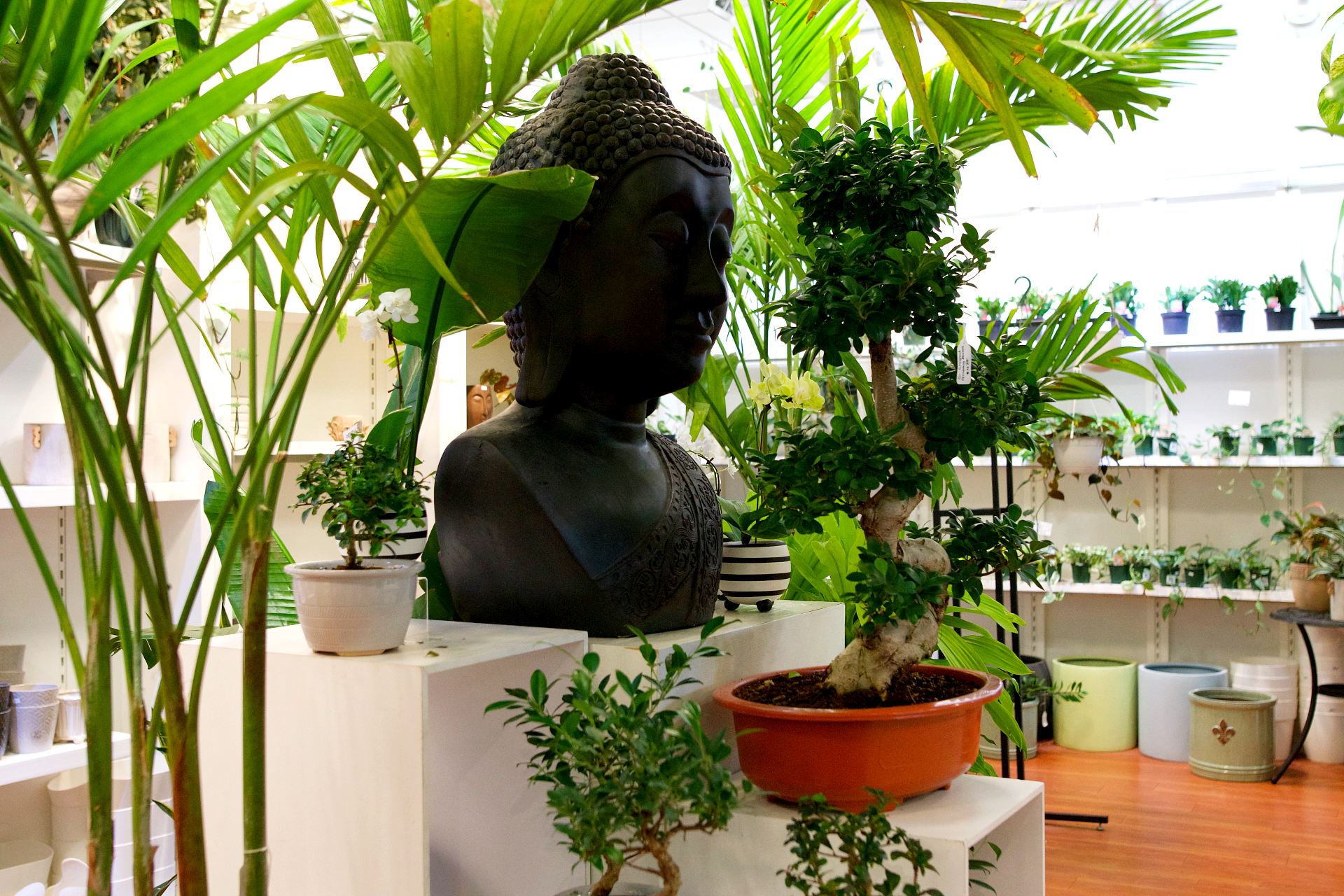 black buddha statue with variety of potted plants on display