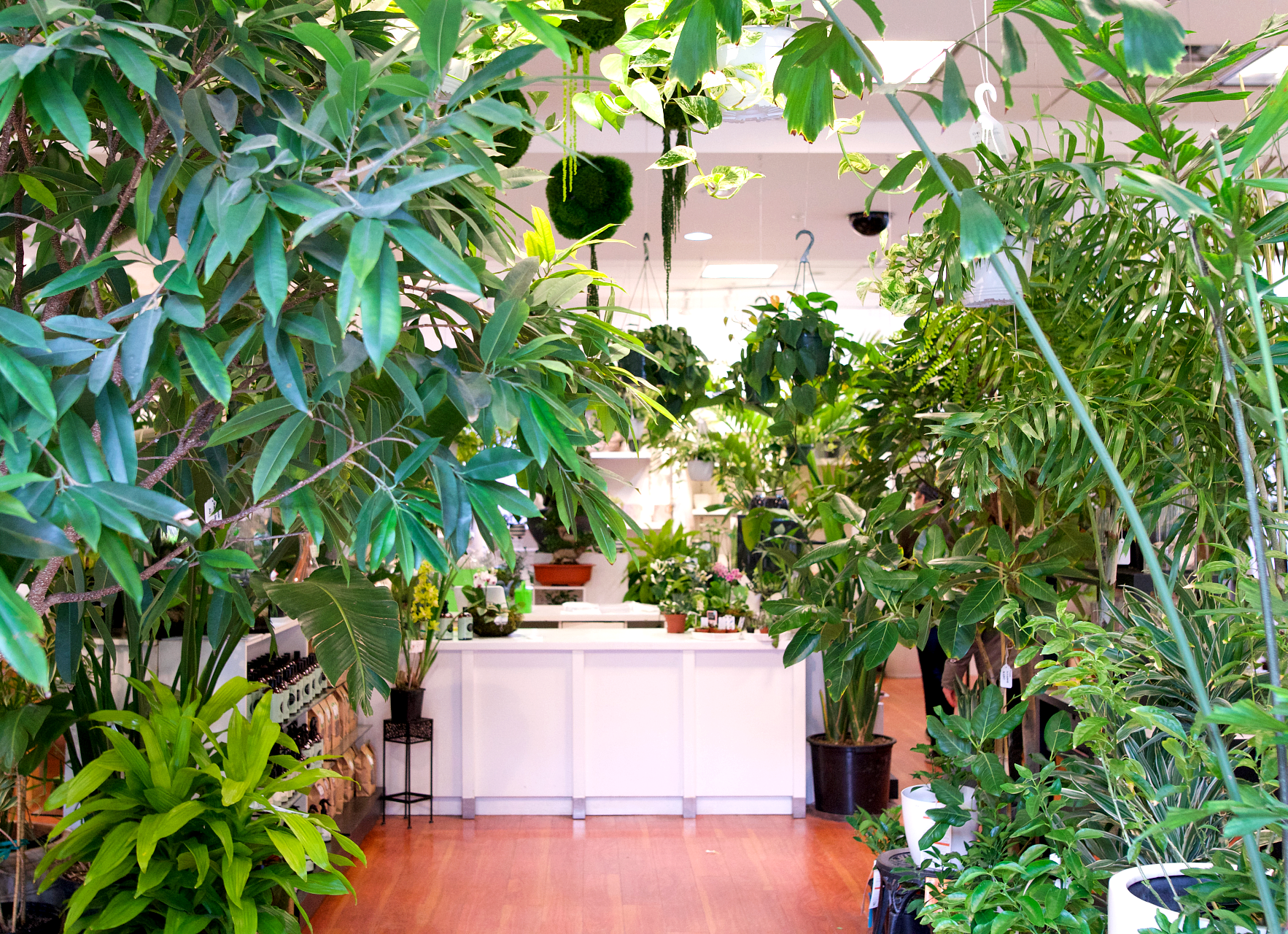 interior of plant store with a variety of leafy plants