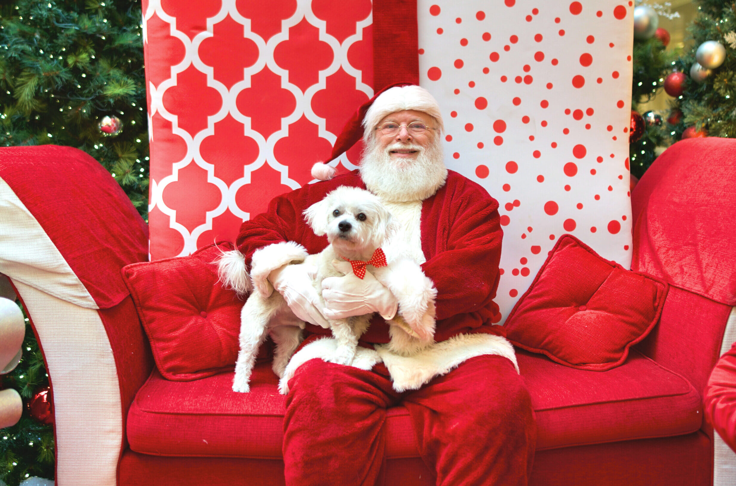 santa sitting on a red couch while holding a small white dog